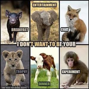 Meet your Posher, Ann